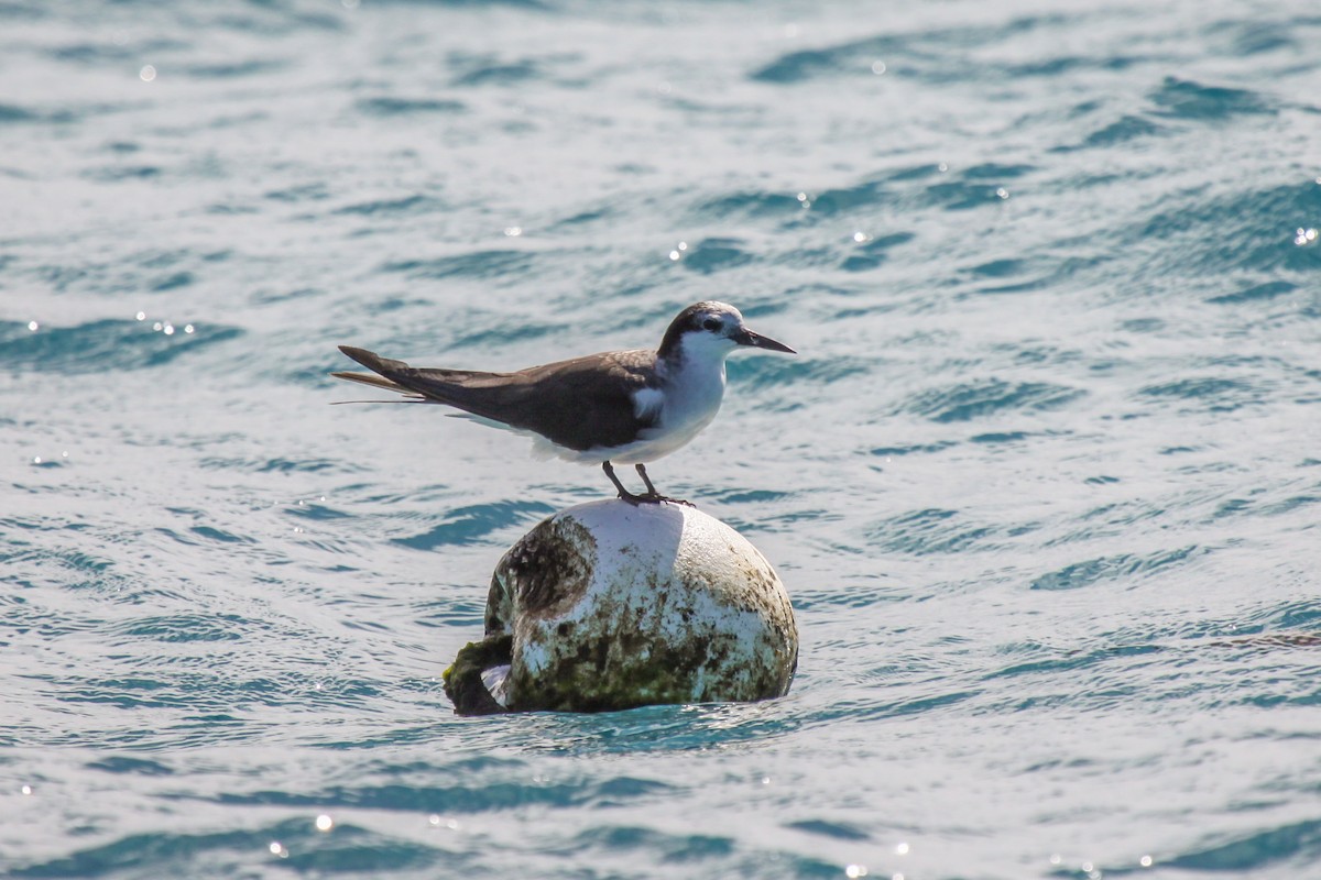 Bridled Tern - ML550224861