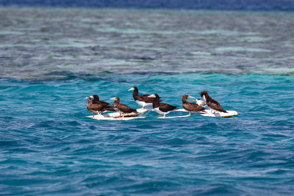 Brown Booby - ML550224881