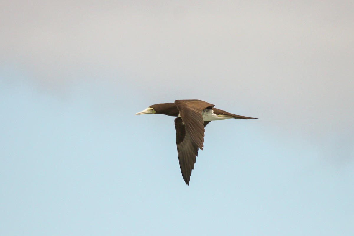 Brown Booby - ML550224891