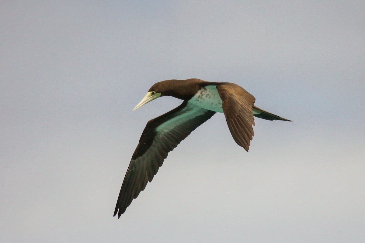 Brown Booby - ML550224911