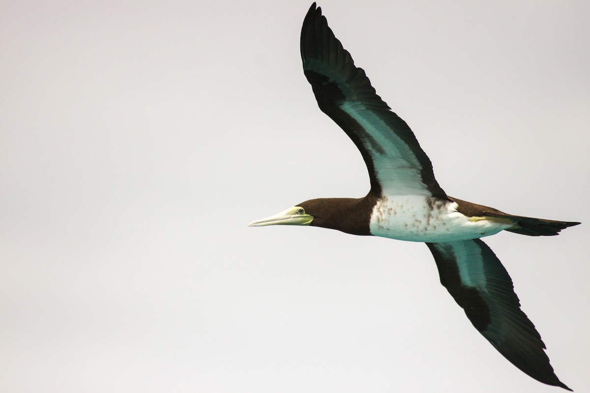 Brown Booby - ML550224931