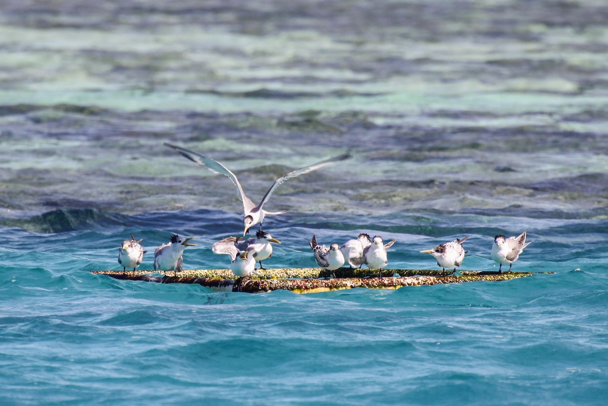 Great Crested Tern - ML550224941