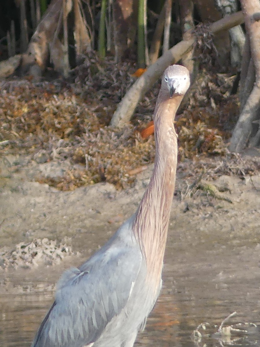 Reddish Egret - ML550225201