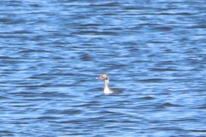 Horned Grebe - ML550225241