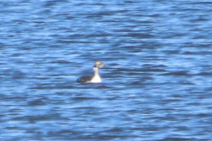 Horned Grebe - ML550225311