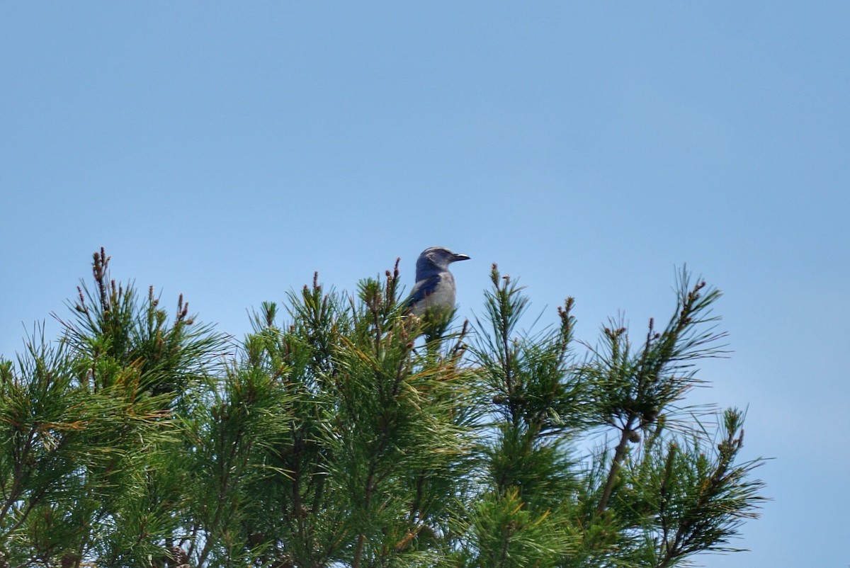 Florida Scrub-Jay - ML55022551