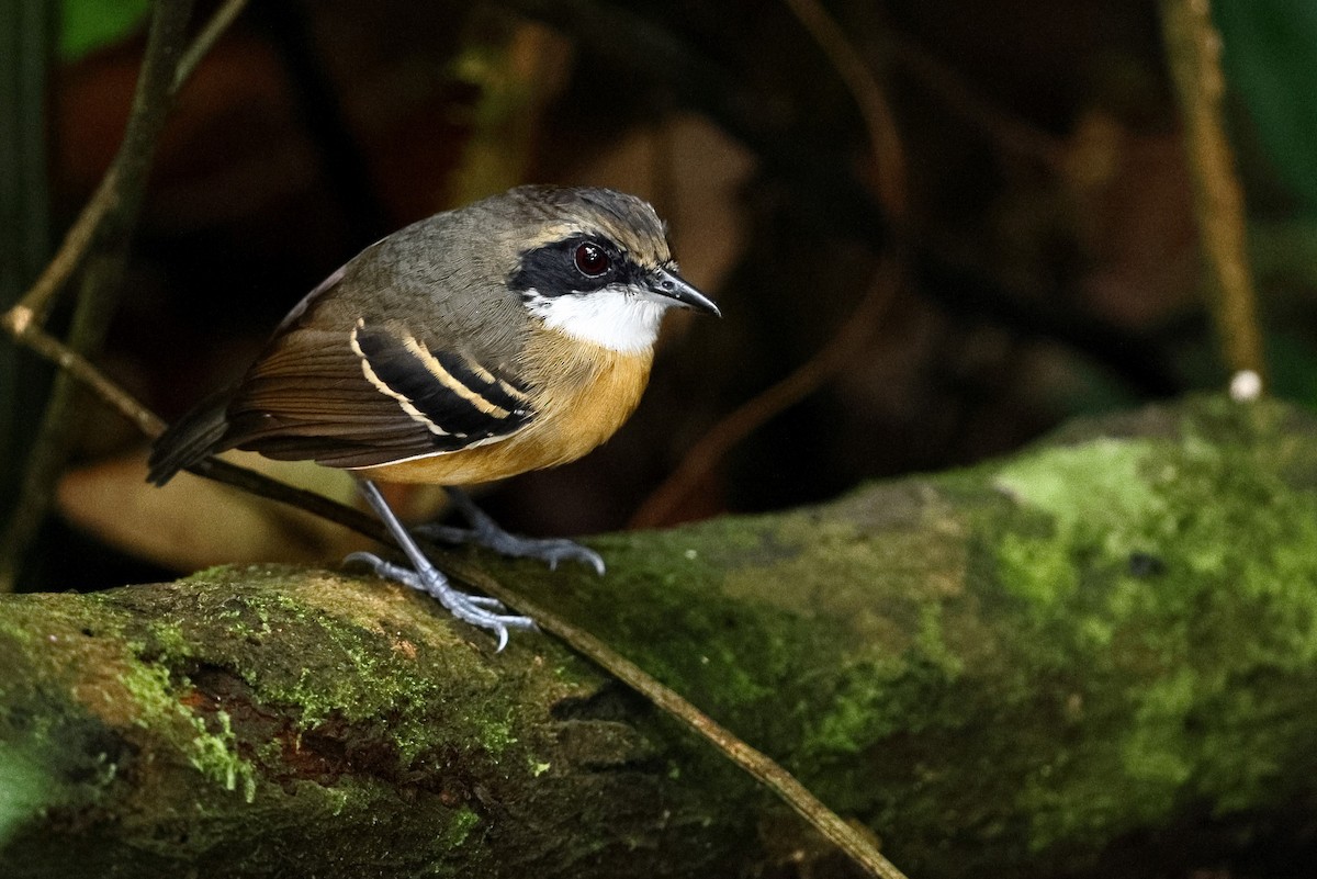 Black-faced Antbird - Sam Zhang