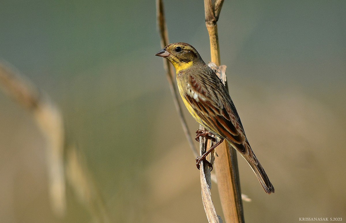 Yellow-breasted Bunting - Krissanasak Singkam