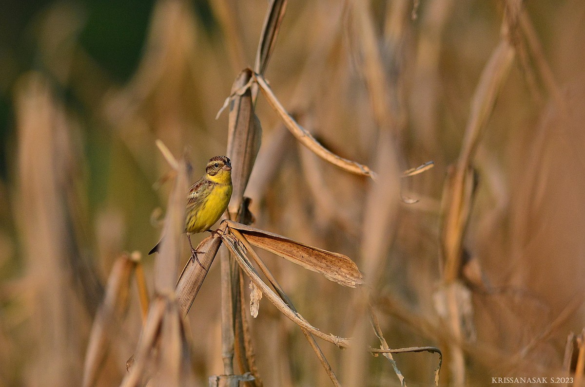 Yellow-breasted Bunting - Krissanasak Singkam