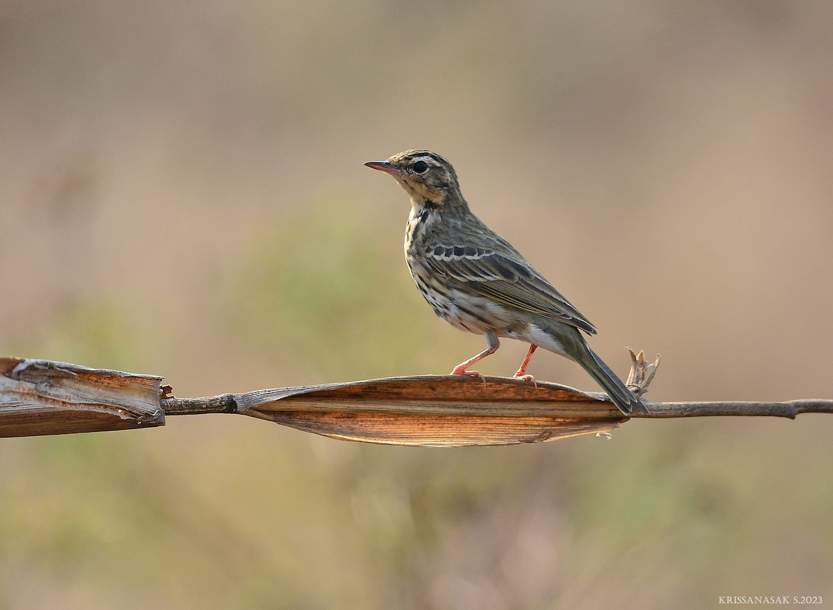 Pipit à dos olive - ML550227741