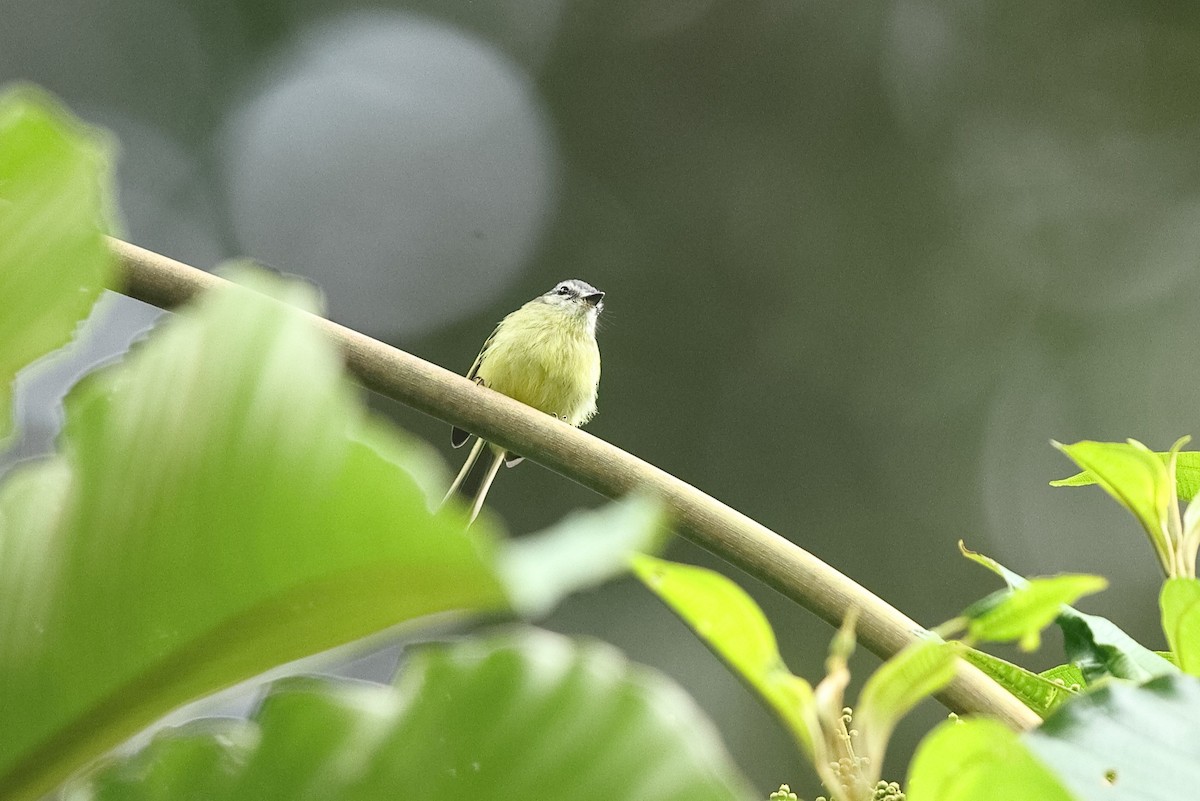 Ecuadorian Tyrannulet - Sam Zhang