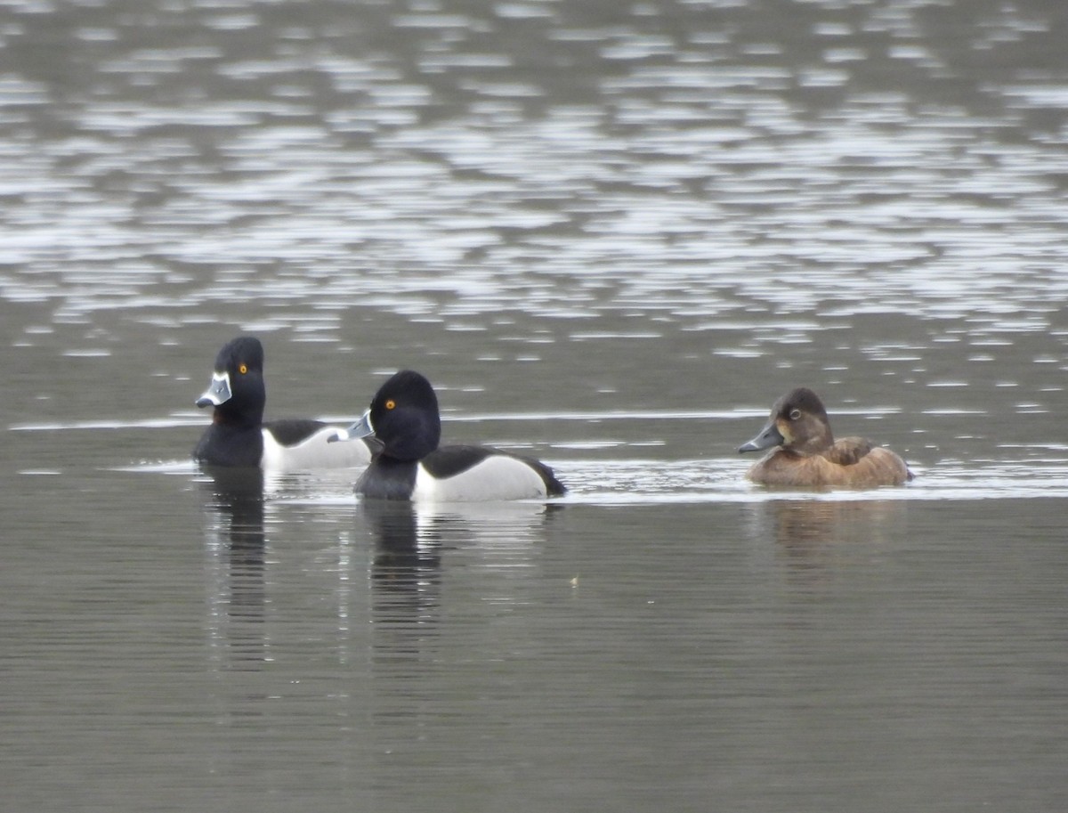 Ring-necked Duck - ML550229531