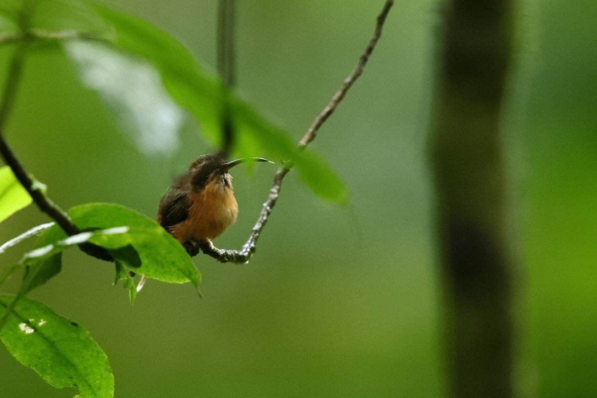 Gray-chinned Hermit - Sam Zhang