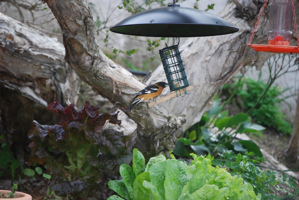 Black-headed Grosbeak - t. martello