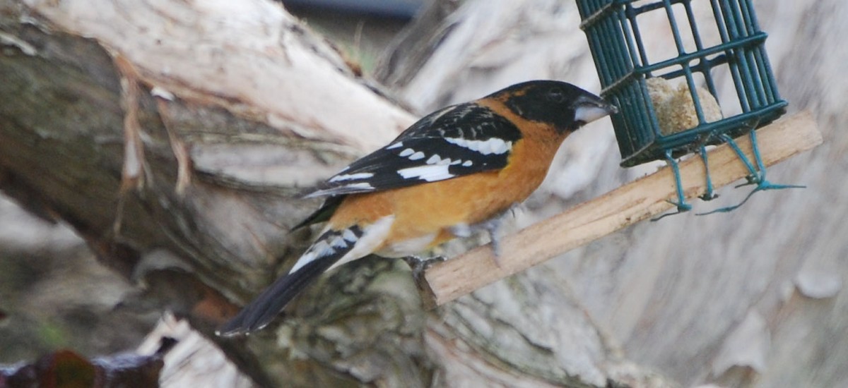 Black-headed Grosbeak - t. martello