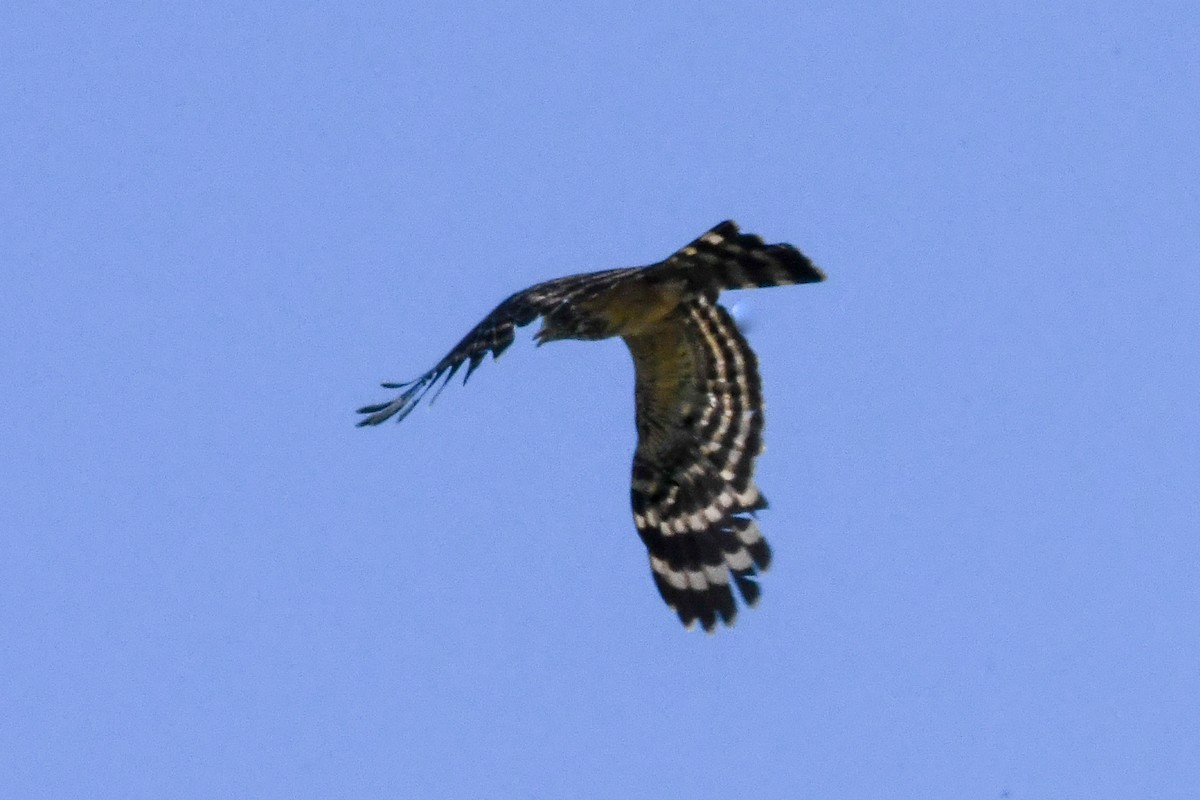 Long-tailed Honey-buzzard - ML550231751