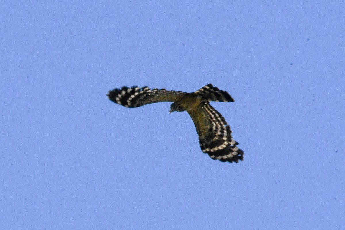 Long-tailed Honey-buzzard - ML550231771