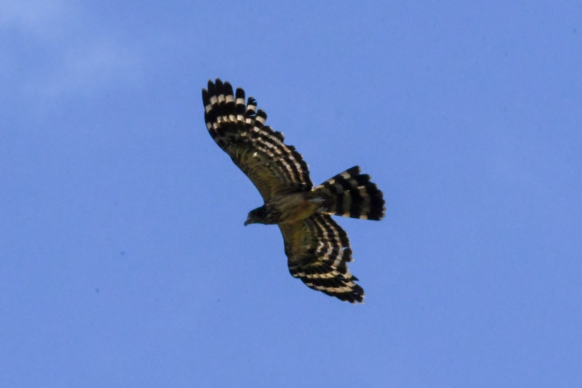 Long-tailed Honey-buzzard - ML550231791