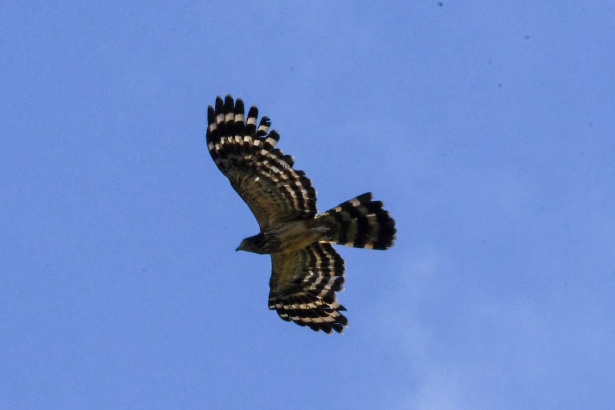 Long-tailed Honey-buzzard - ML550231841