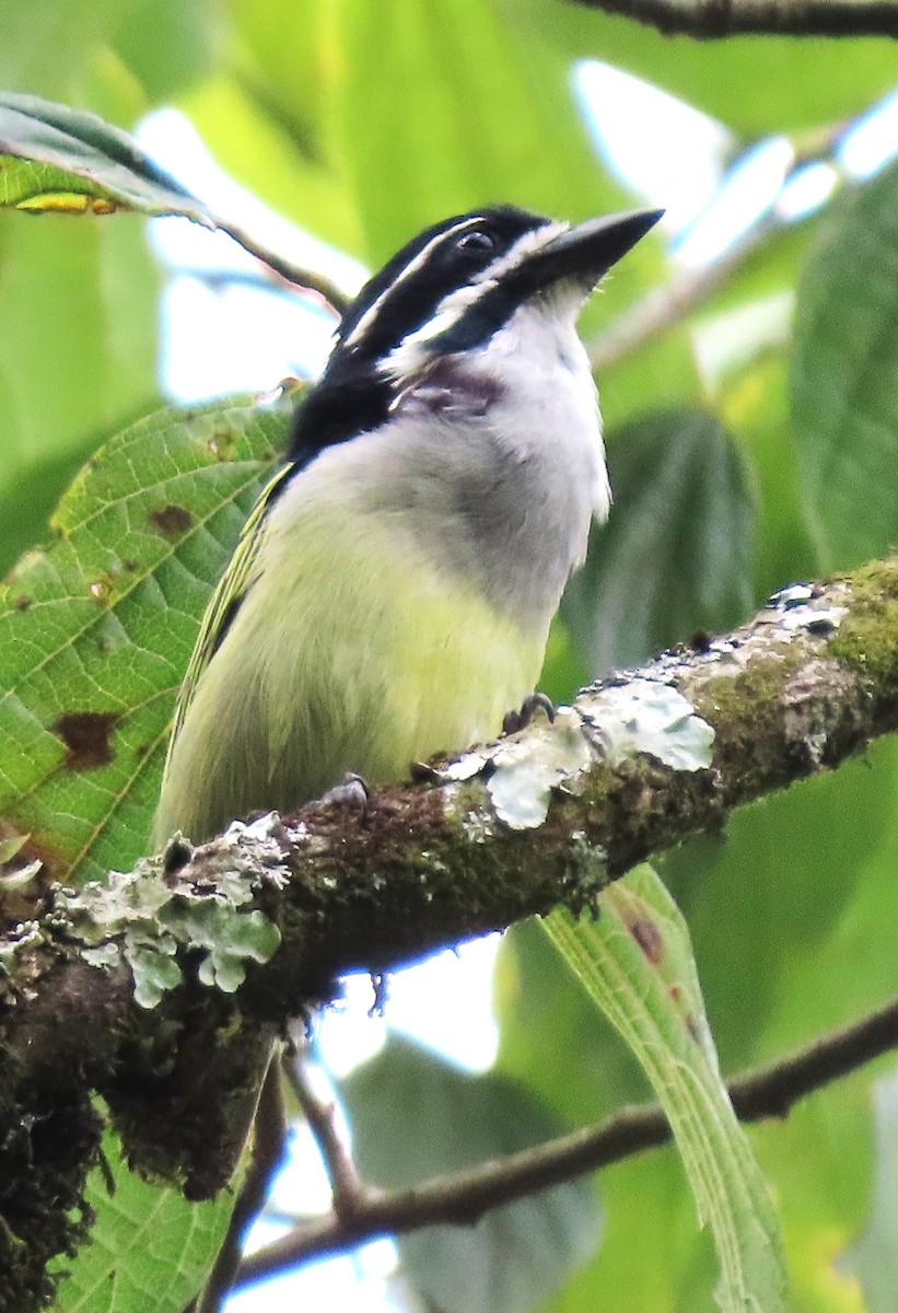 Küçük Maskeli Cüce Barbet - ML550232971