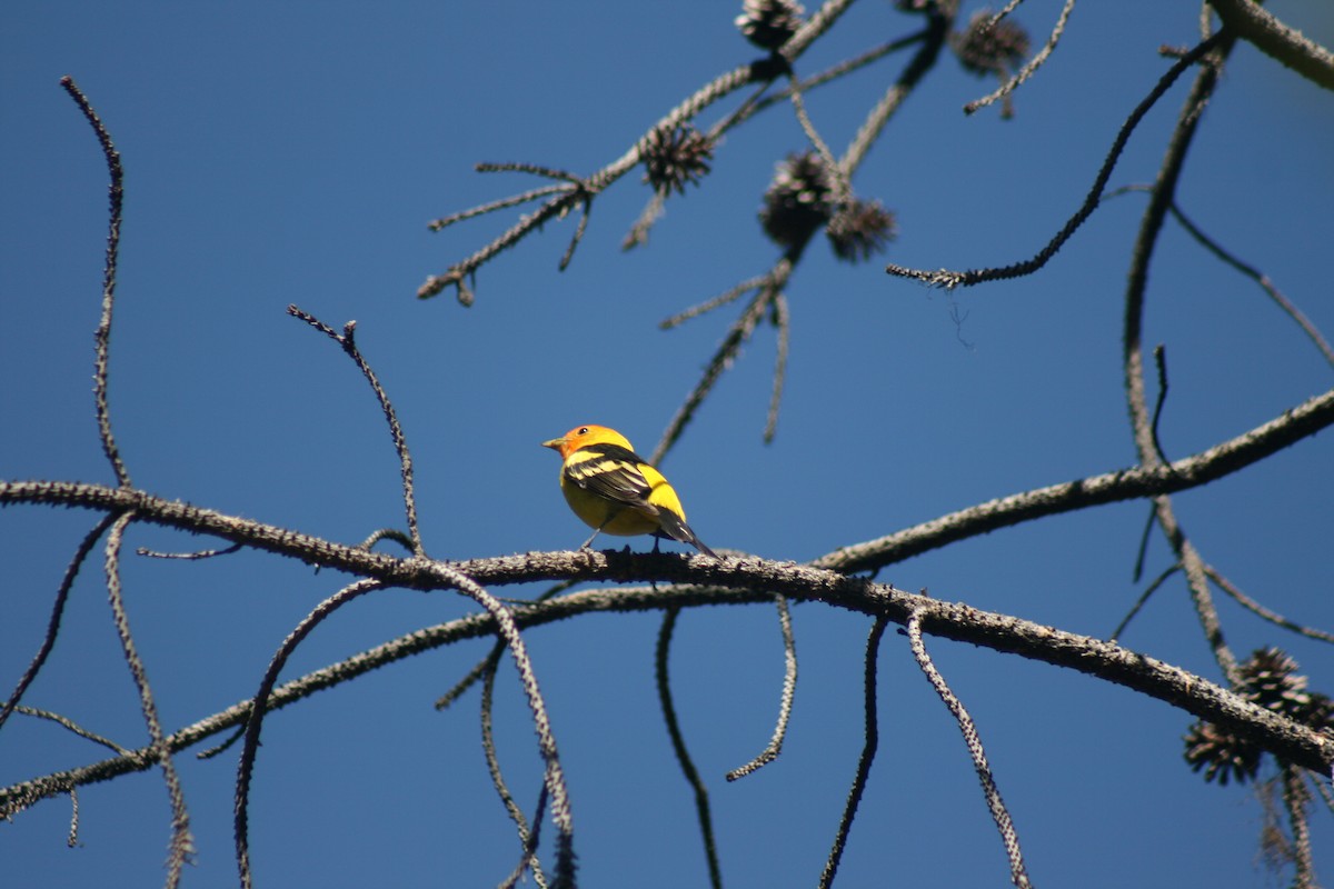 Western Tanager - ML55023401