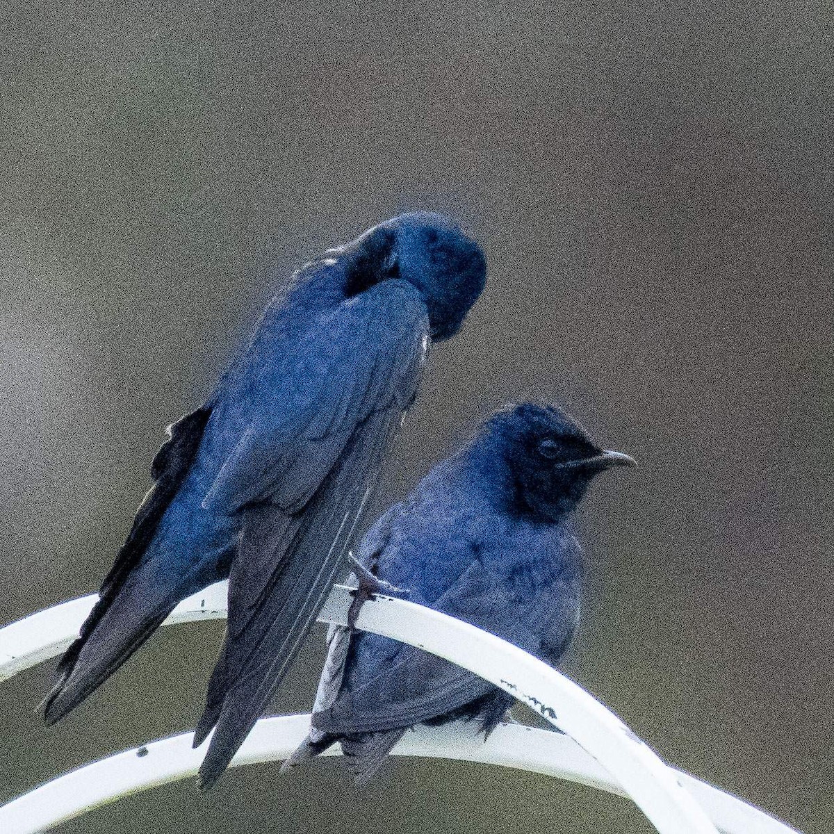 Golondrina Purpúrea - ML550234201