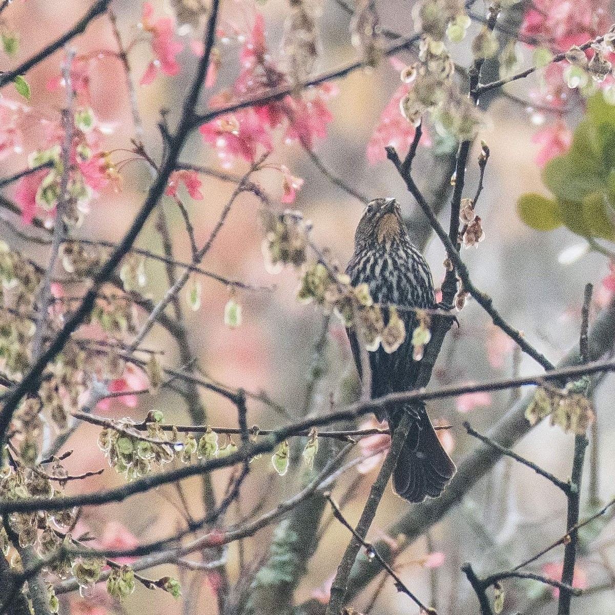 Red-winged Blackbird - ML550234791