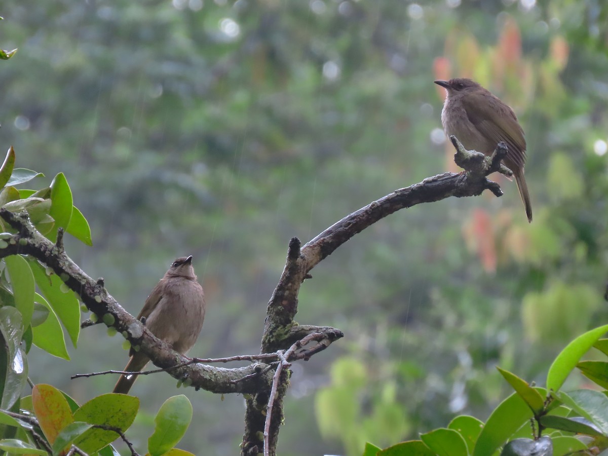 Olive-winged Bulbul - ML550234831