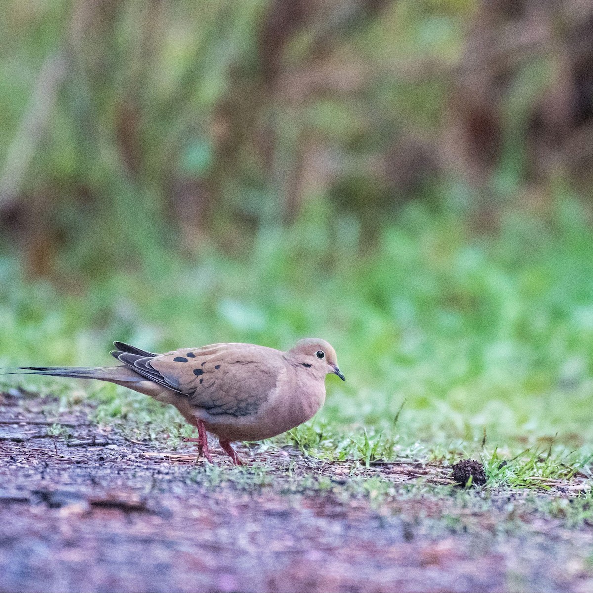 Mourning Dove - ML550235231
