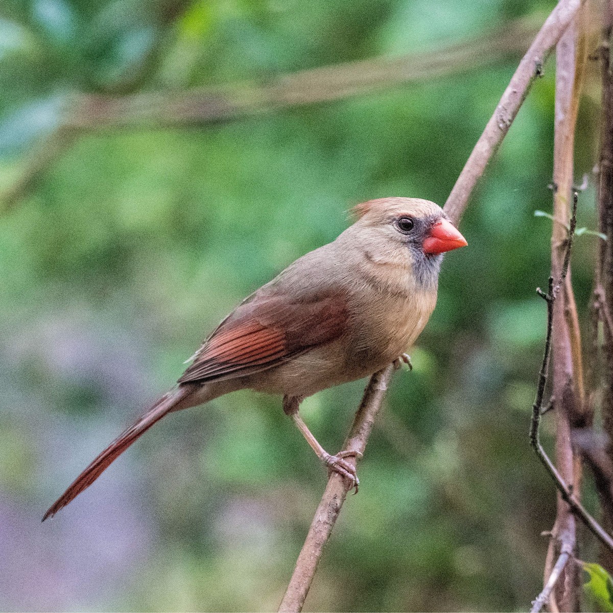 Cardenal Norteño - ML550235541