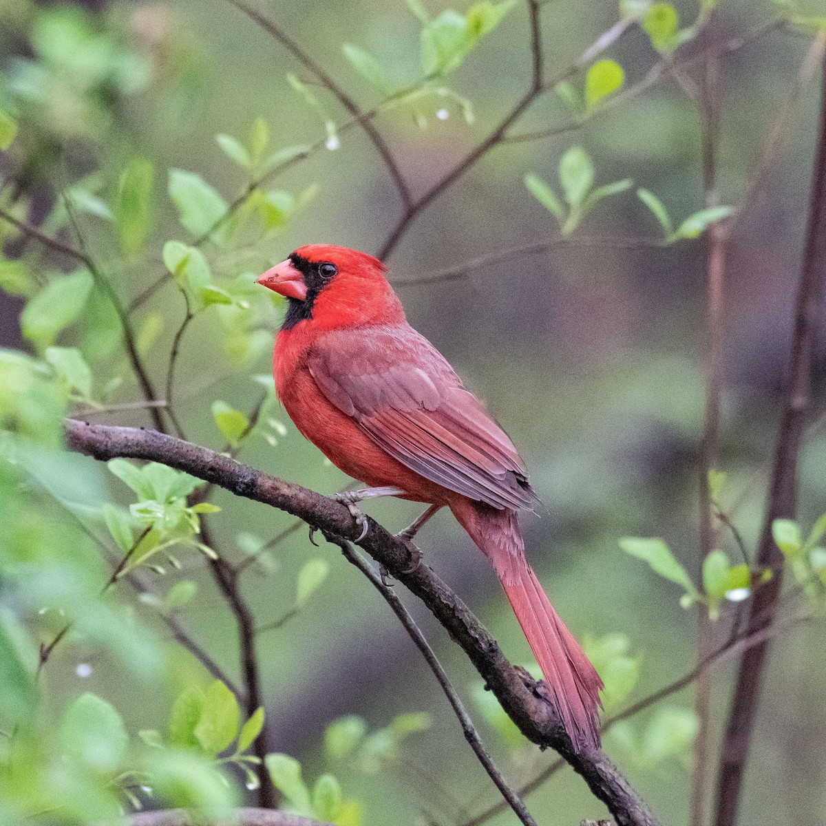 Cardenal Norteño - ML550235551