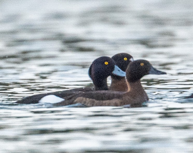 Tufted Duck - ML550235841