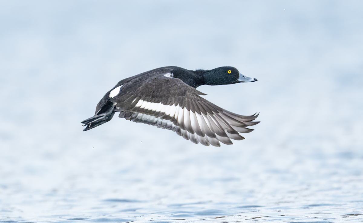 Tufted Duck - ML550235851