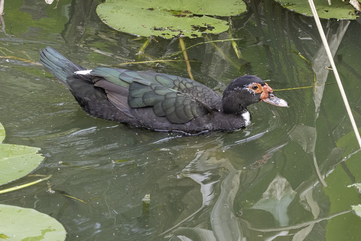 Muscovy Duck (Domestic type) - ML550237521