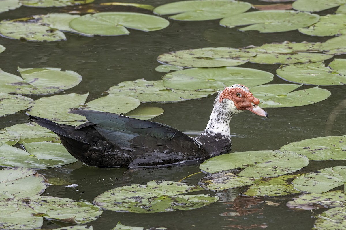 Muscovy Duck (Domestic type) - Phil Riebel