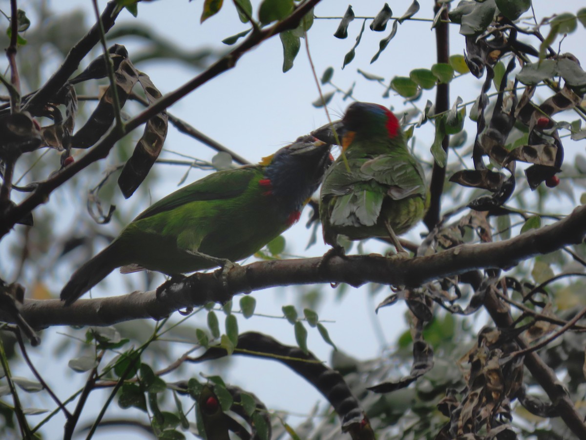 Red-crowned Barbet - ML550237871