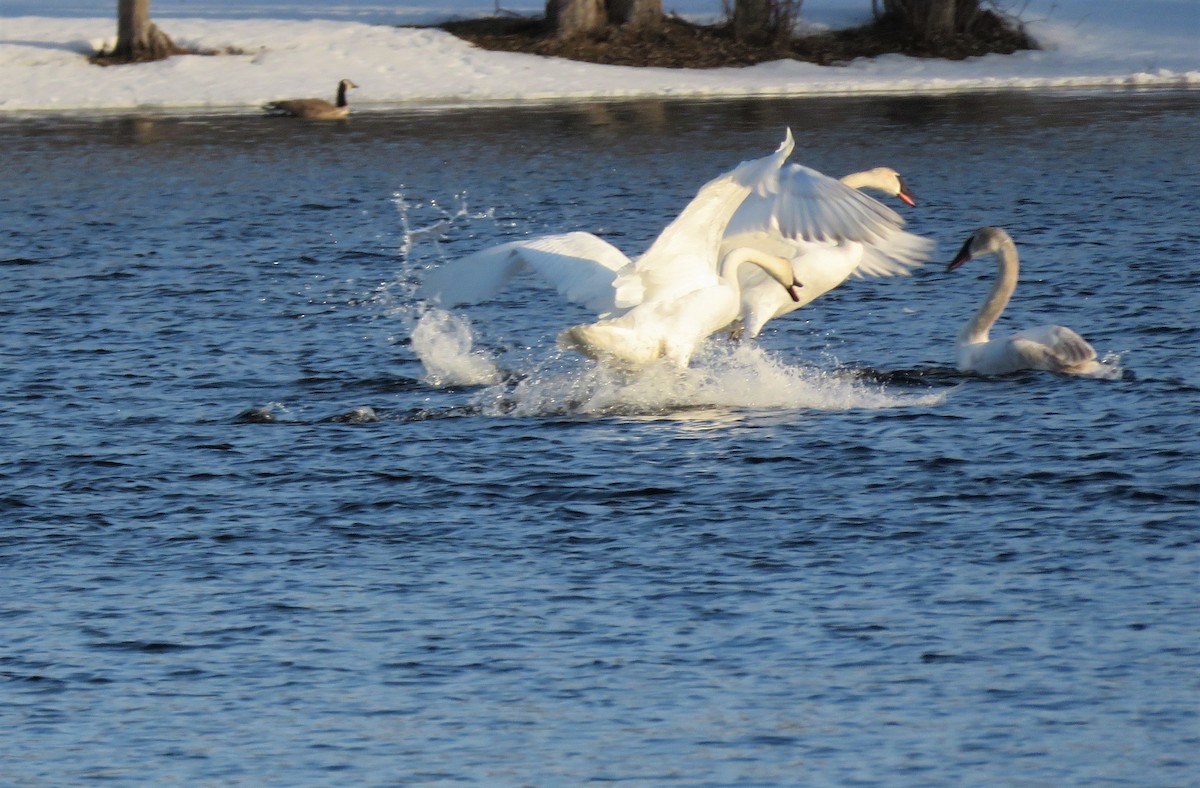 Trumpeter Swan - ML550238011
