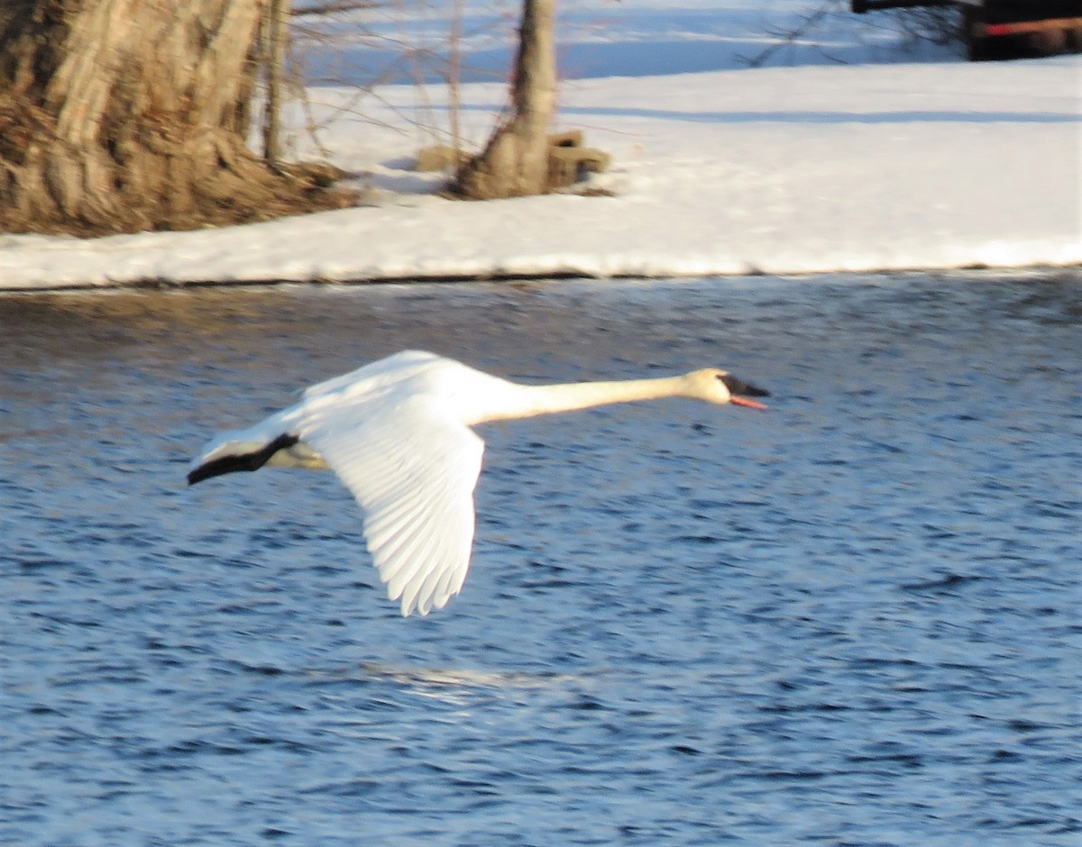 Trumpeter Swan - ML550238031