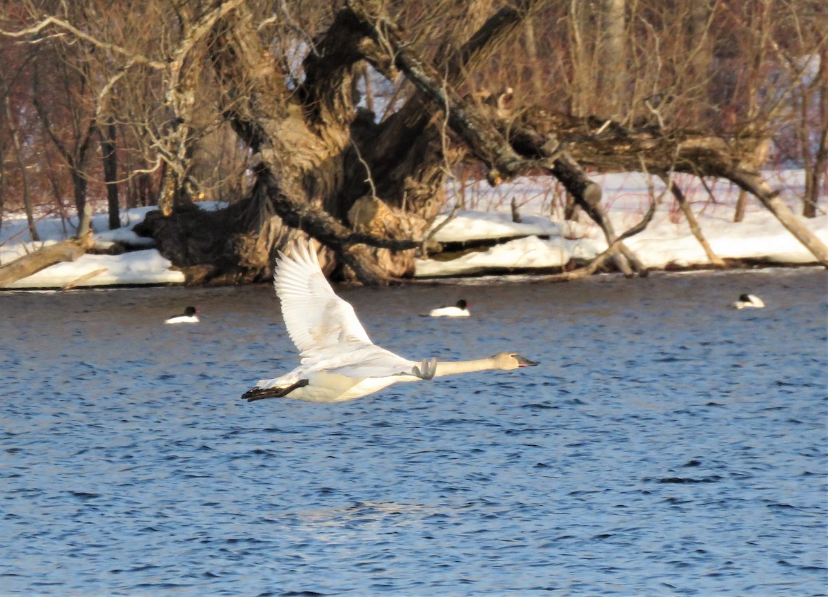 Trumpeter Swan - ML550238041