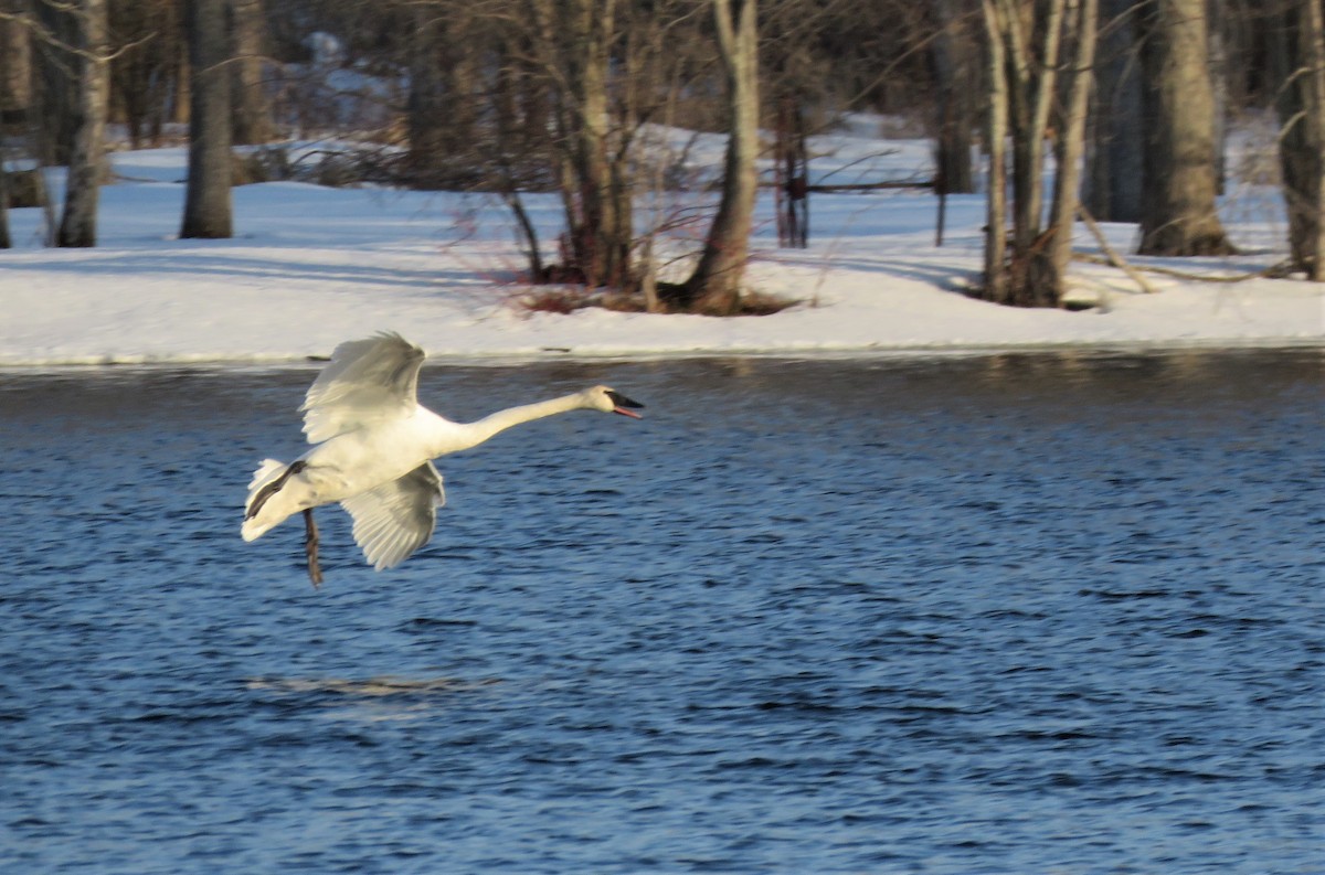 Trumpeter Swan - ML550238051
