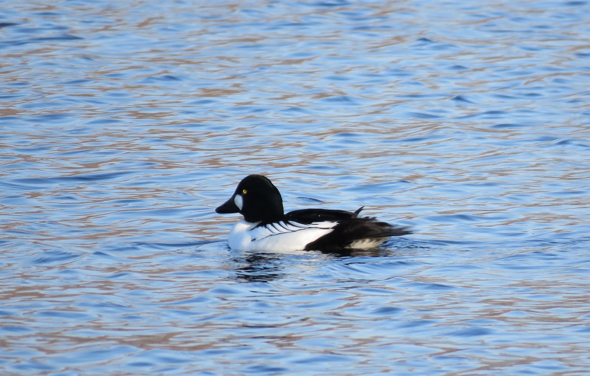 Common Goldeneye - ML550238071