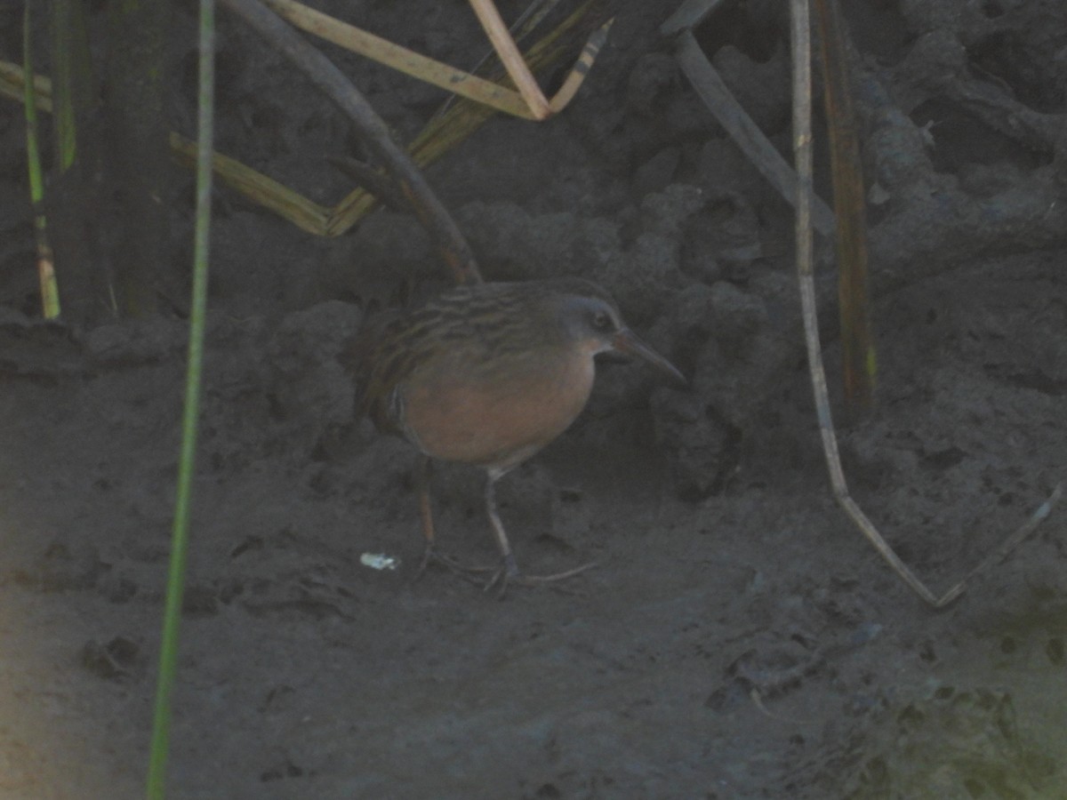 Virginia Rail - ML550238201