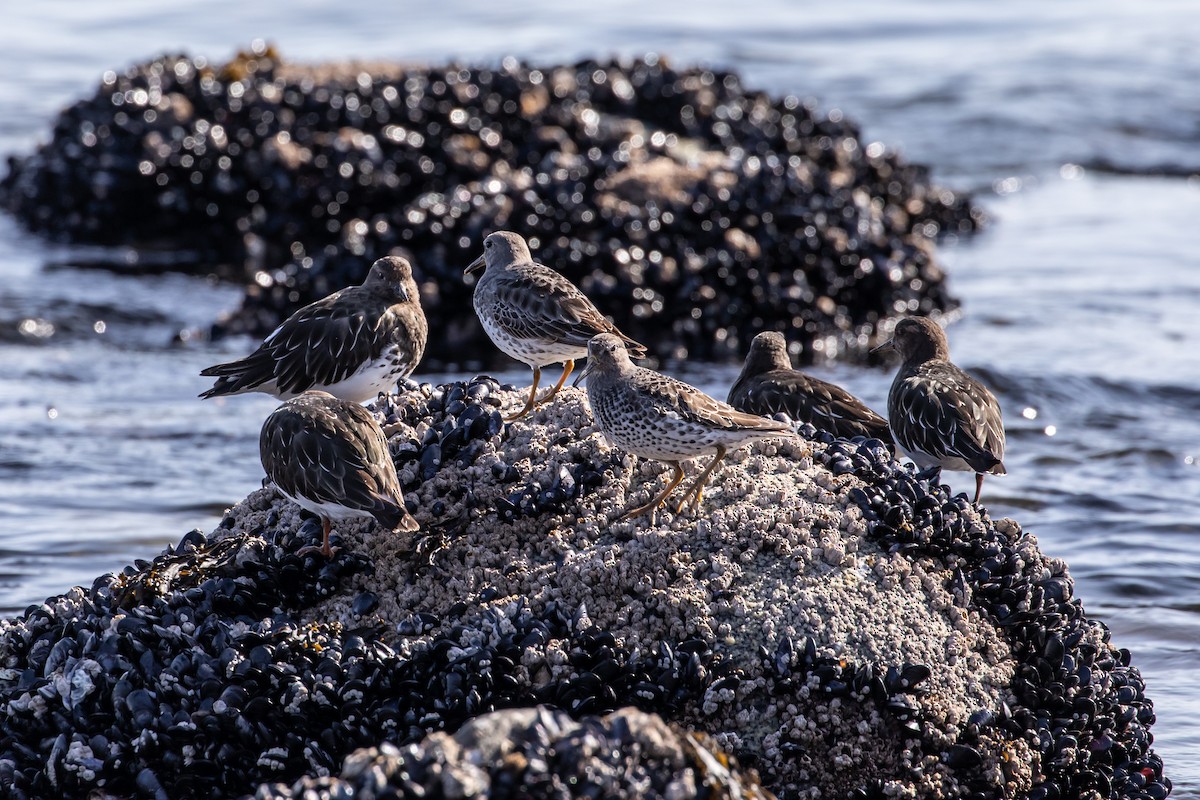 Rock Sandpiper (ptilocnemis) - ML550238951