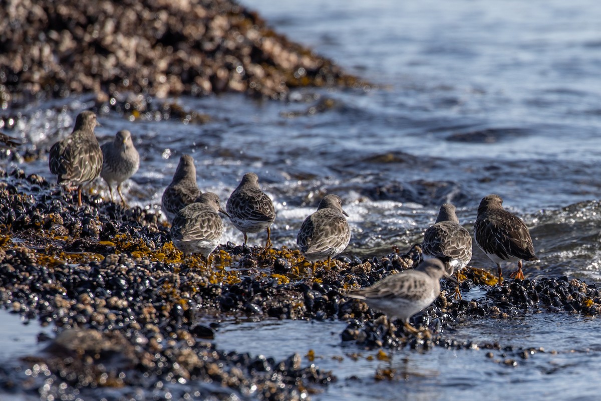 Rock Sandpiper (ptilocnemis) - ML550238971