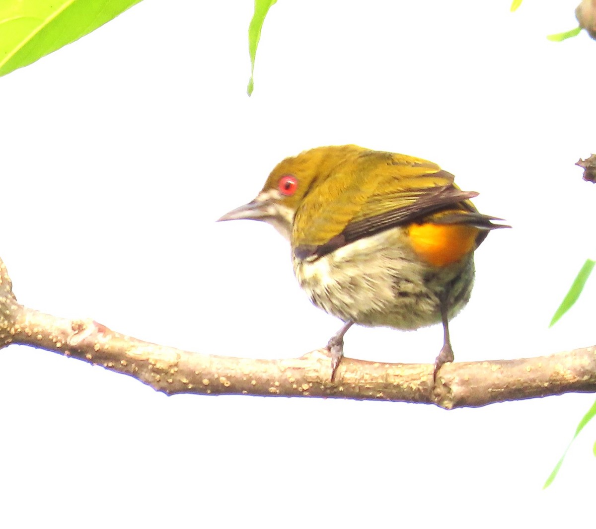 Yellow-vented Flowerpecker - ML550239311