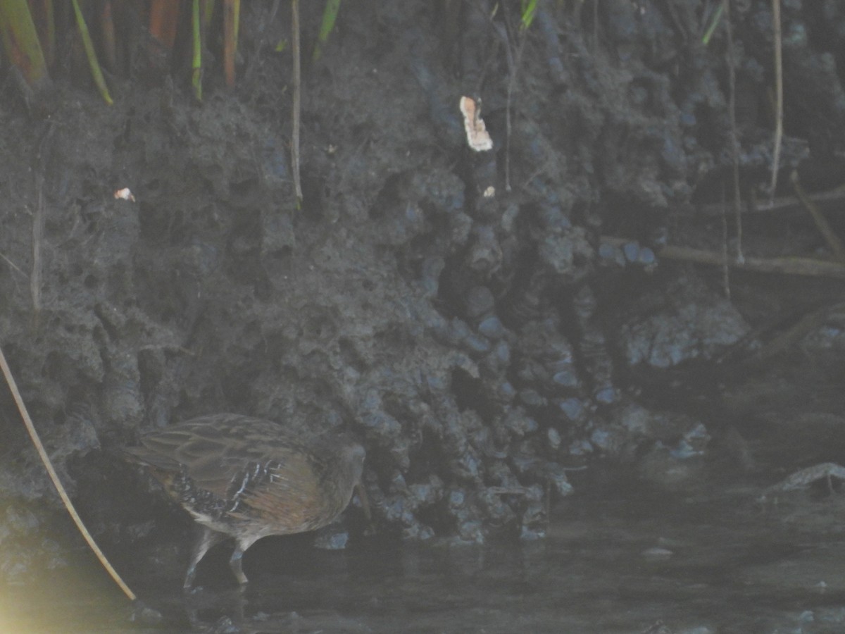 Virginia Rail - ML550239481