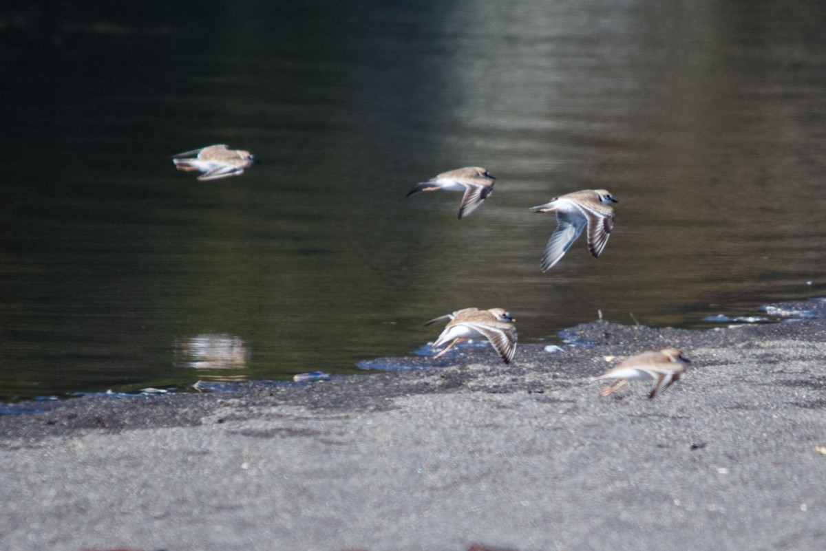 Snowy Plover - ML550239821