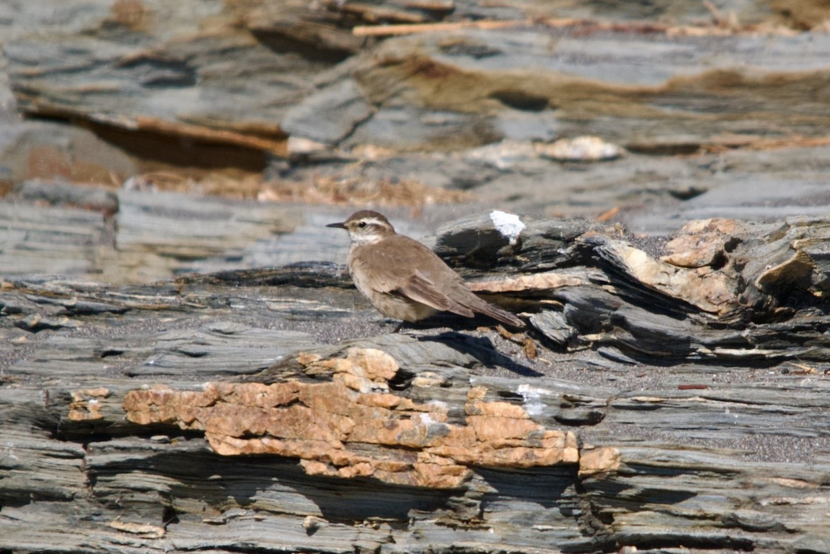 Buff-winged Cinclodes - ML550240261