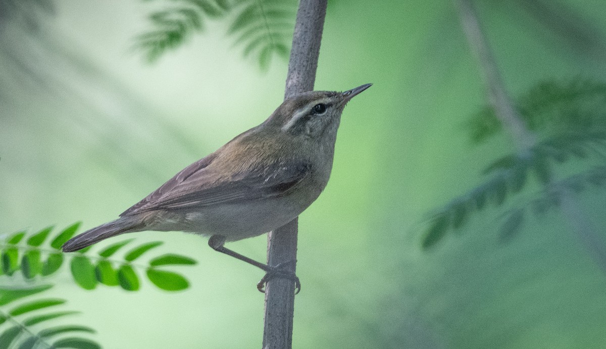 Tytler's Leaf Warbler - ML550241071