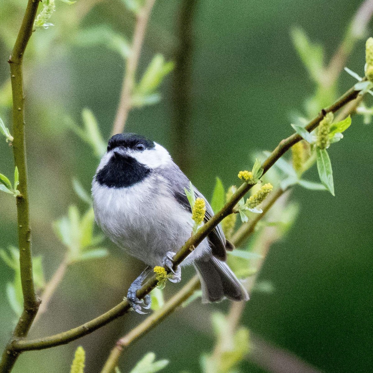 Carolina Chickadee - ML550241121